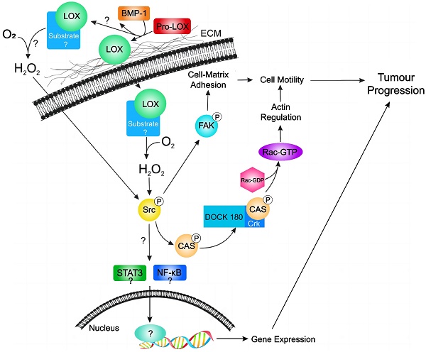 Lysyl Oxidase (LOX) Family Proteins: Key Players in Breast Cancer