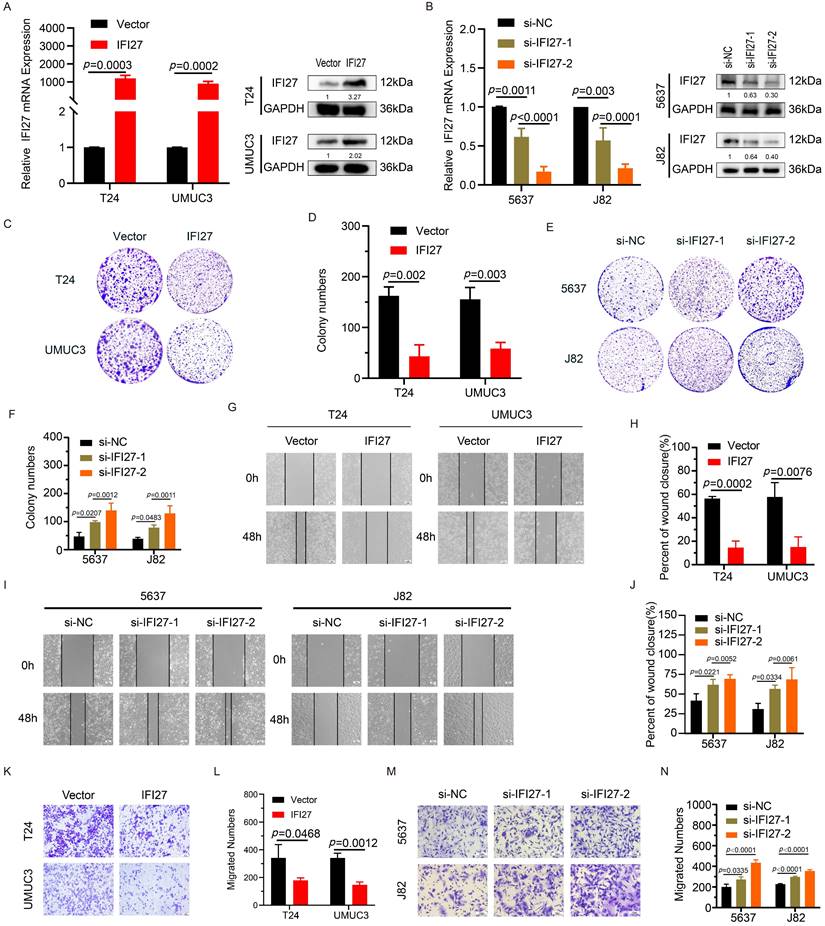 J Cancer Image