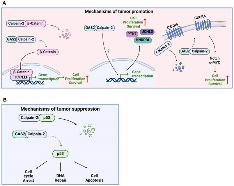 J Cancer Image