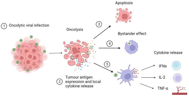 J Cancer Image