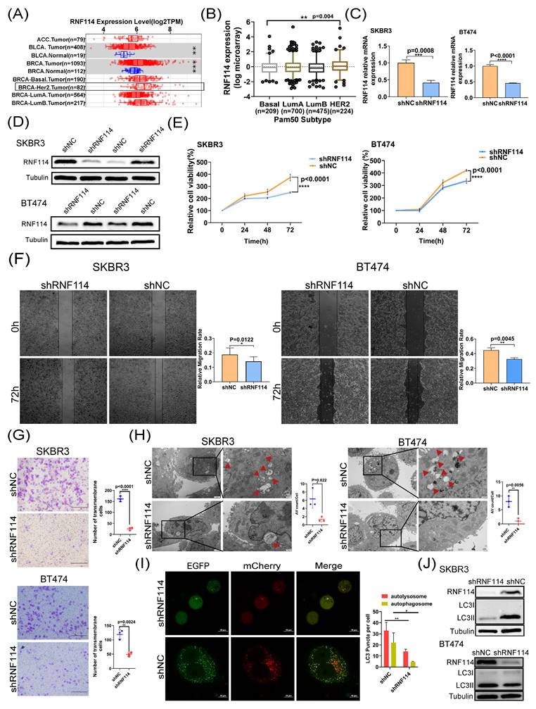 J Cancer Image