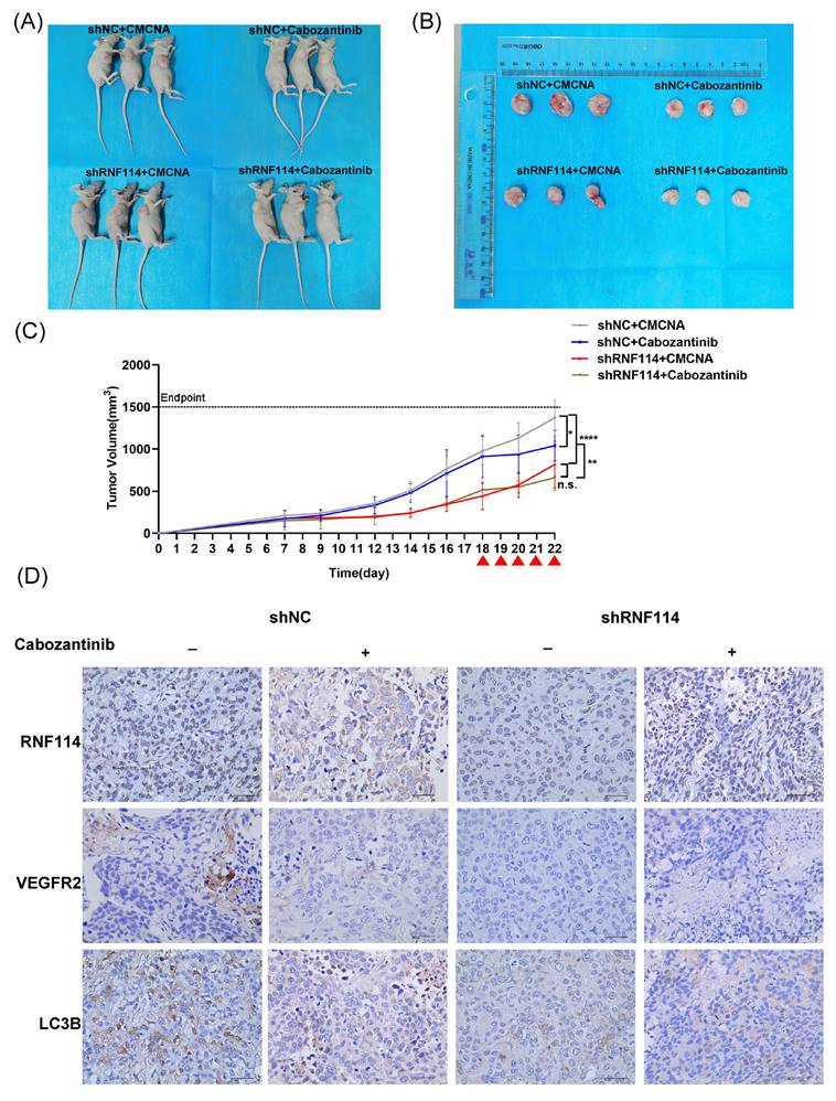 J Cancer Image