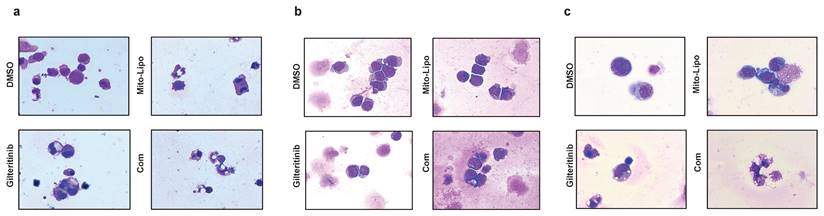 J Cancer Image