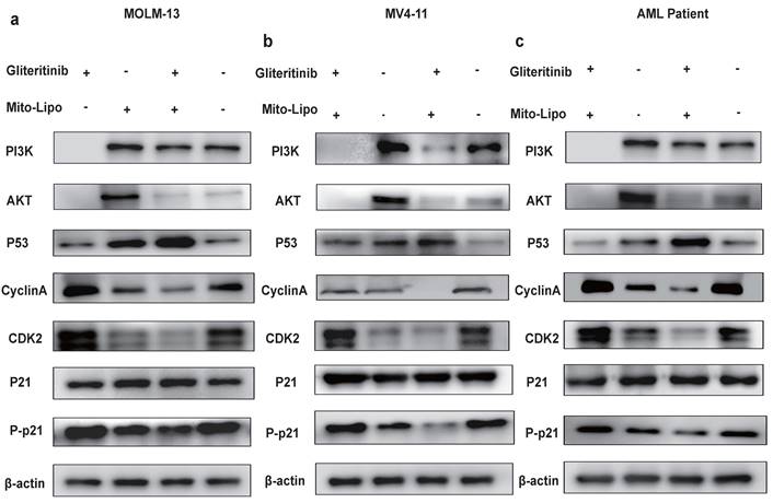 J Cancer Image