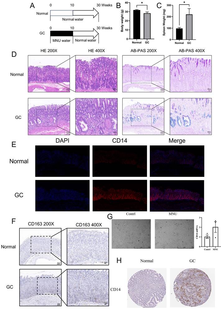J Cancer Image