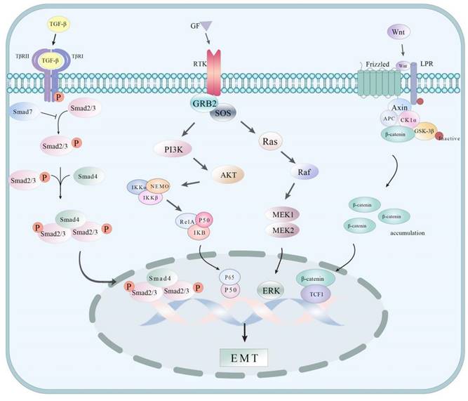 J Cancer Image