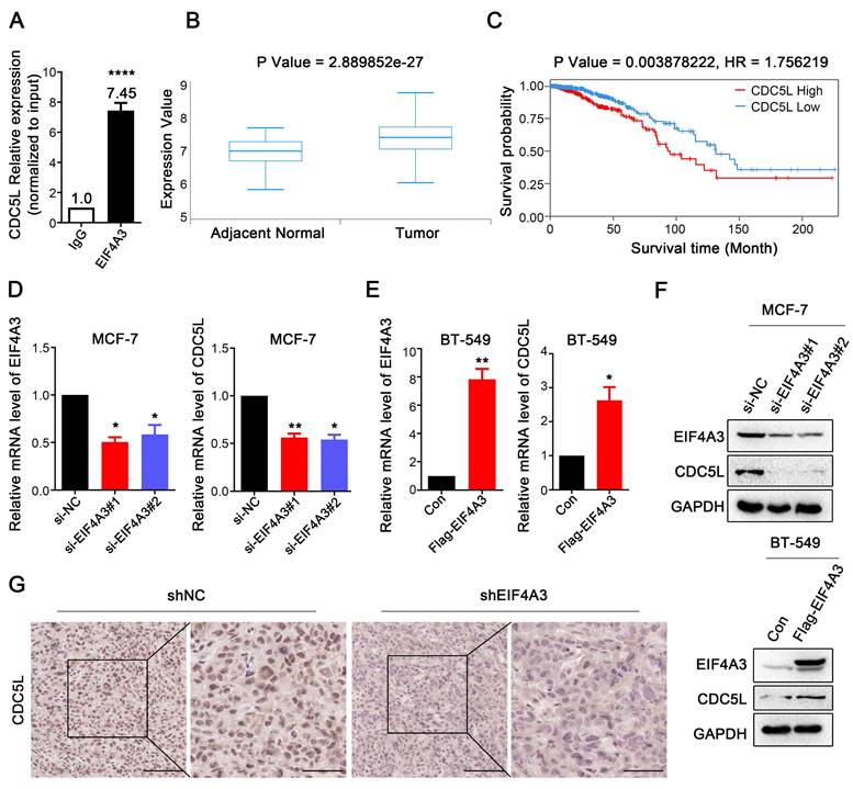 J Cancer Image