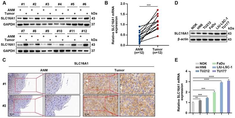 J Cancer Image