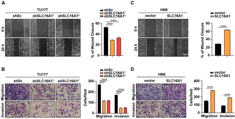 J Cancer Image