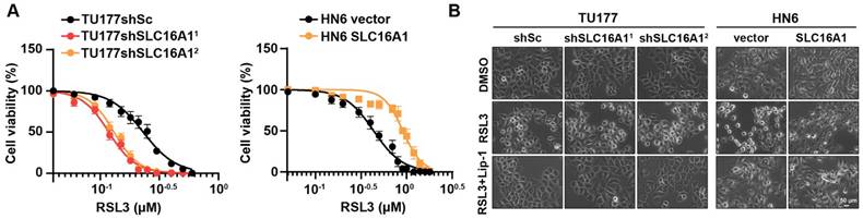 J Cancer Image