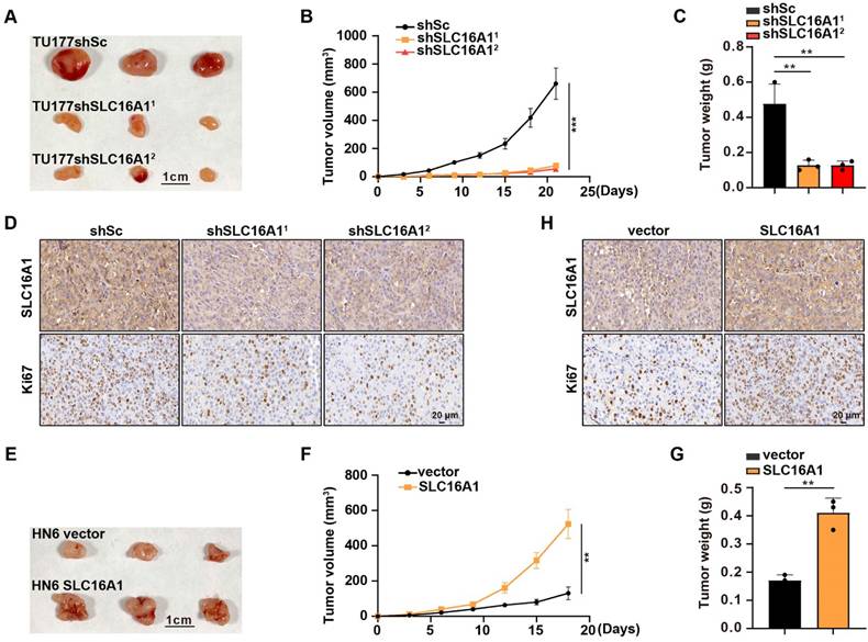 J Cancer Image
