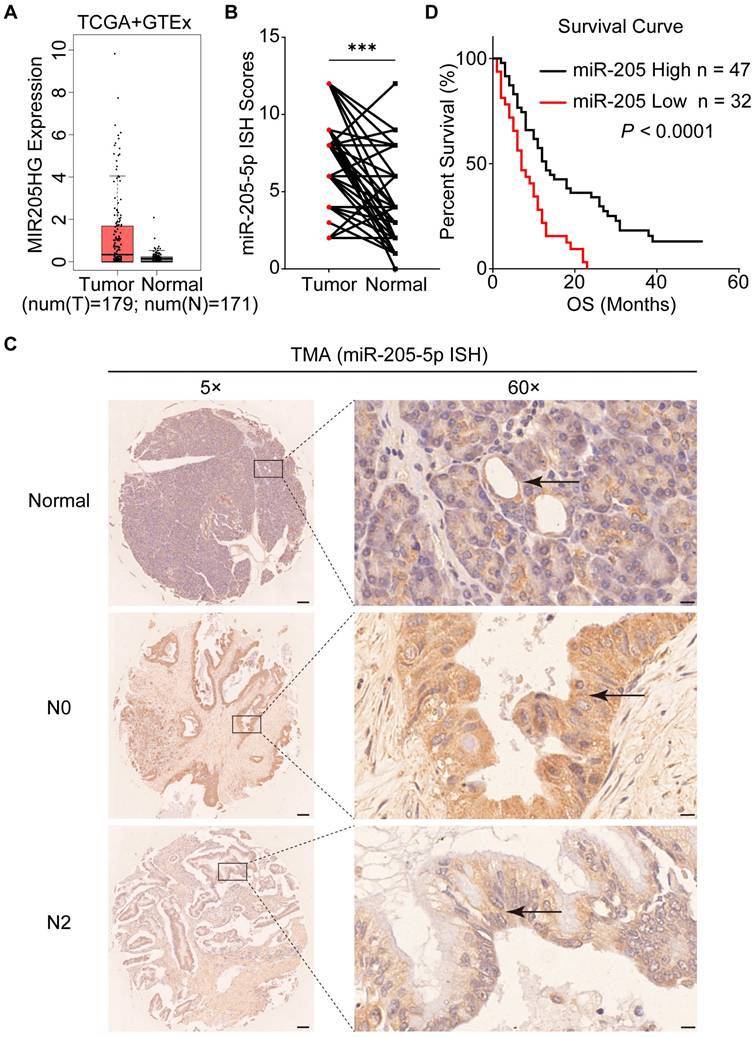 J Cancer Image