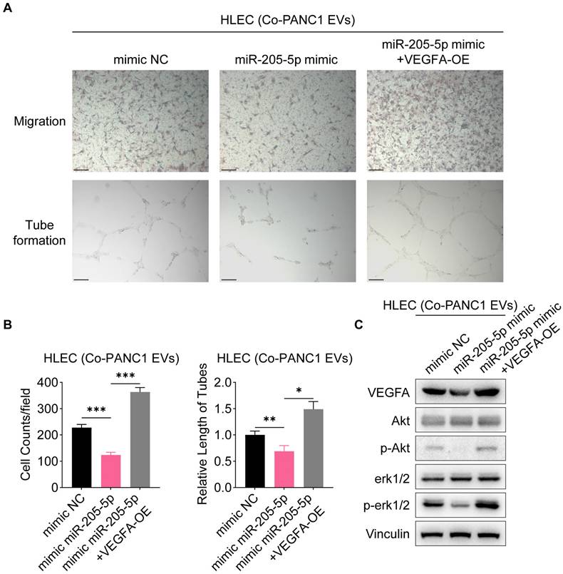 J Cancer Image
