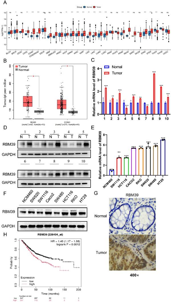 J Cancer Image