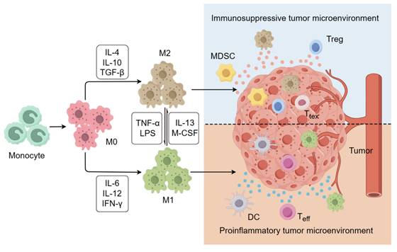 J Cancer Image