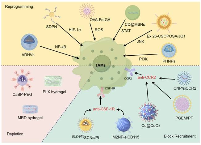 J Cancer Image