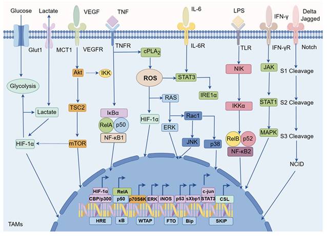 J Cancer Image