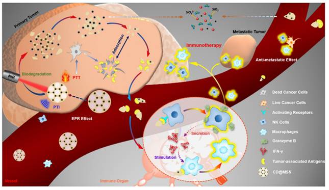 J Cancer Image