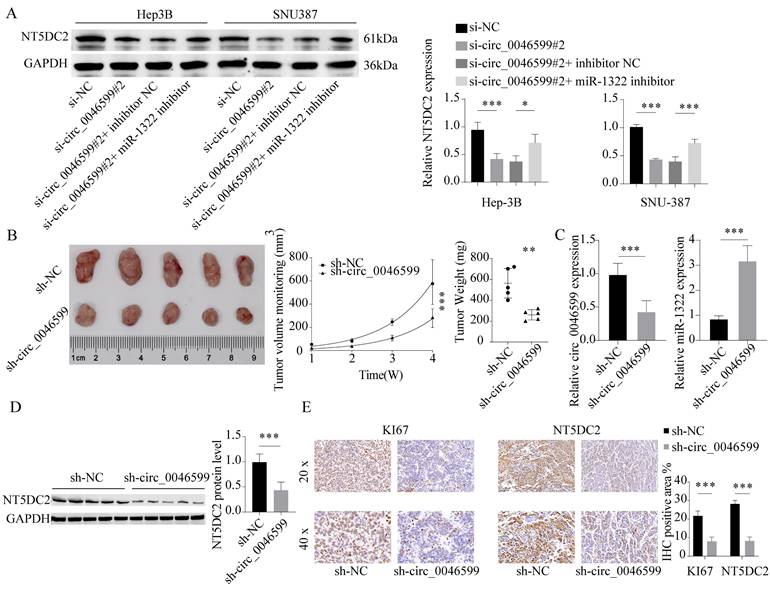 J Cancer Image