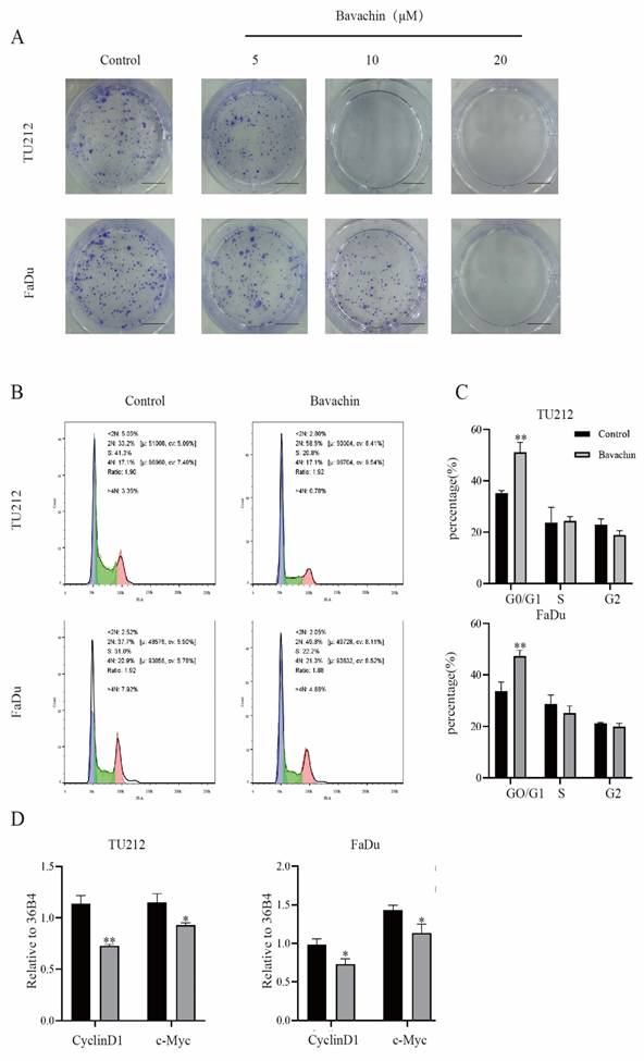 J Cancer Image