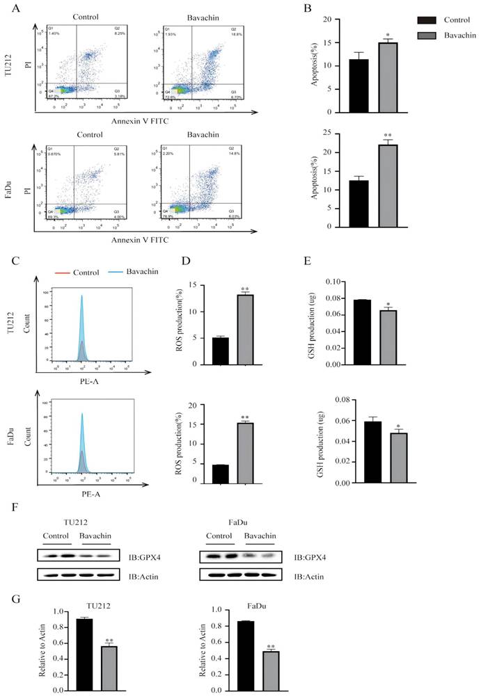 J Cancer Image