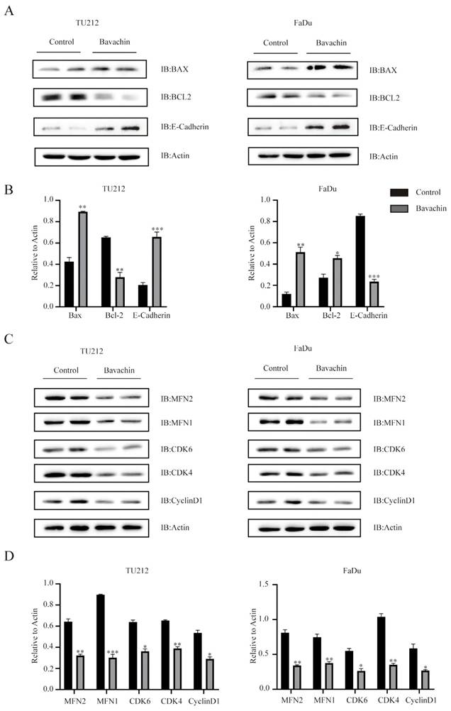 J Cancer Image