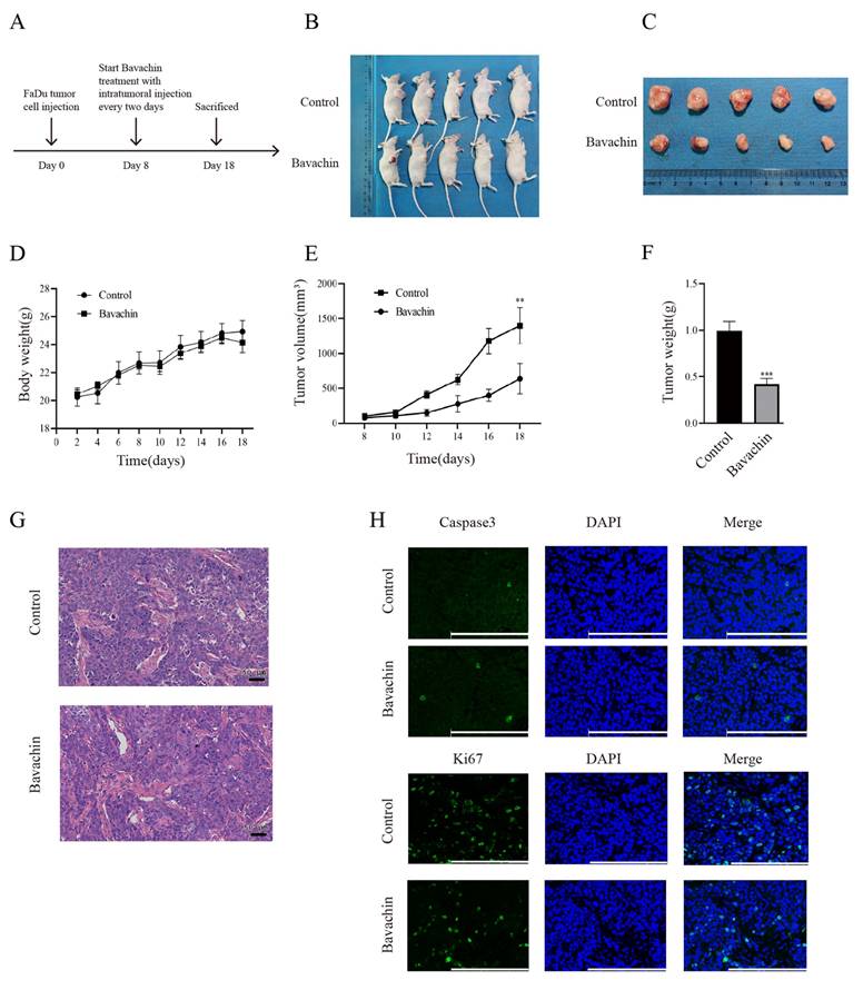 J Cancer Image