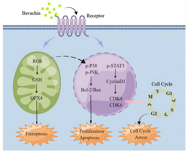 J Cancer Image