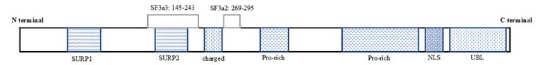 J Cancer Image
