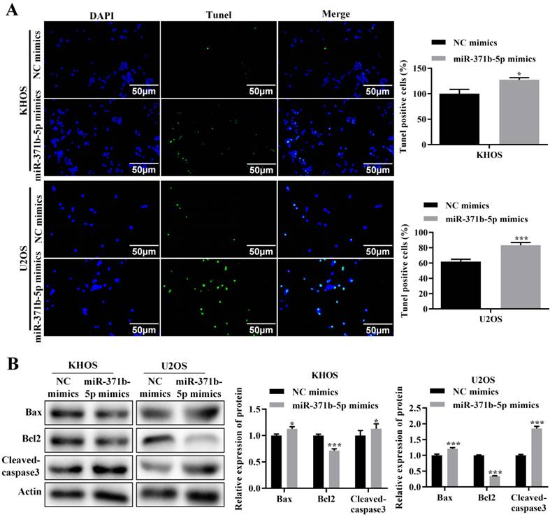 J Cancer Image