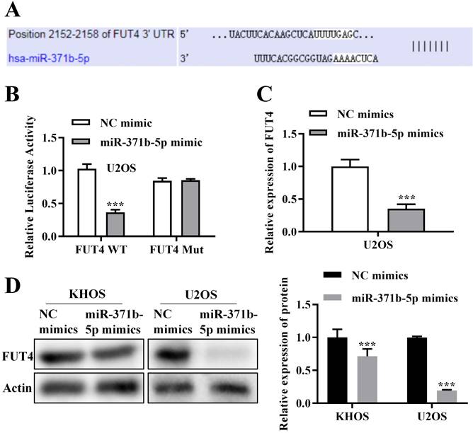 J Cancer Image