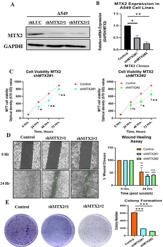 J Cancer Image