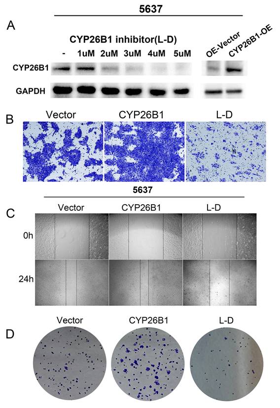 J Cancer Image