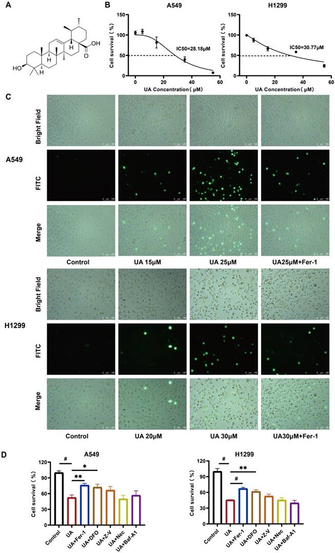 J Cancer Image