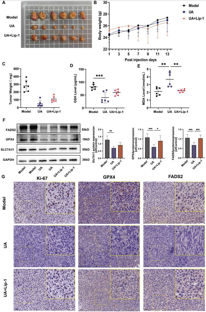 J Cancer Image