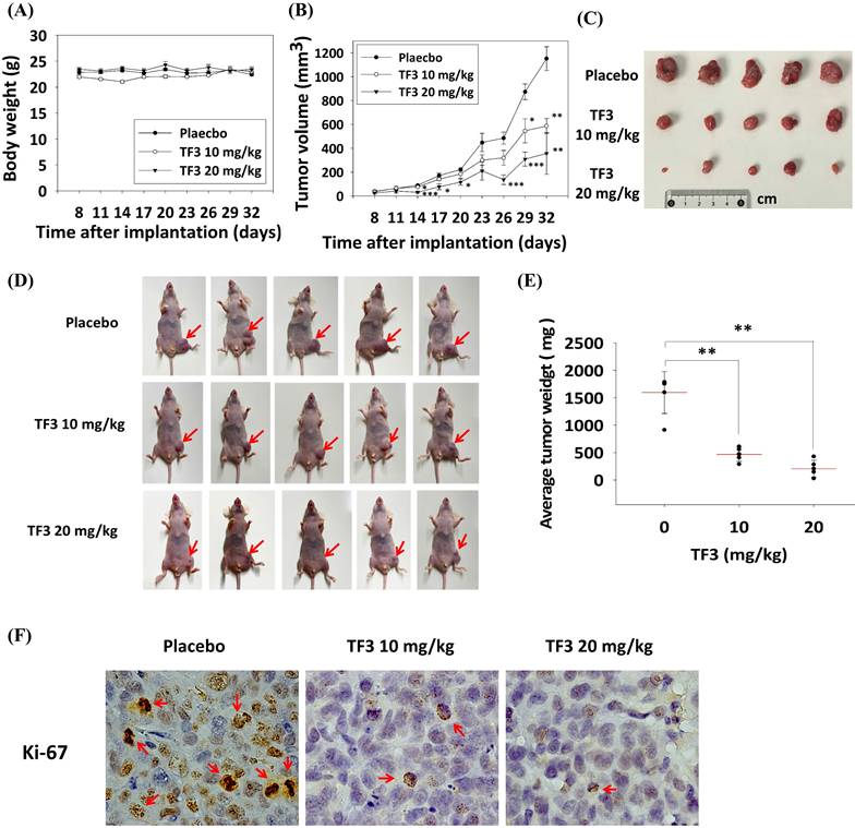 J Cancer Image