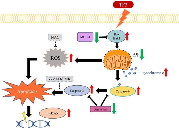 J Cancer Image