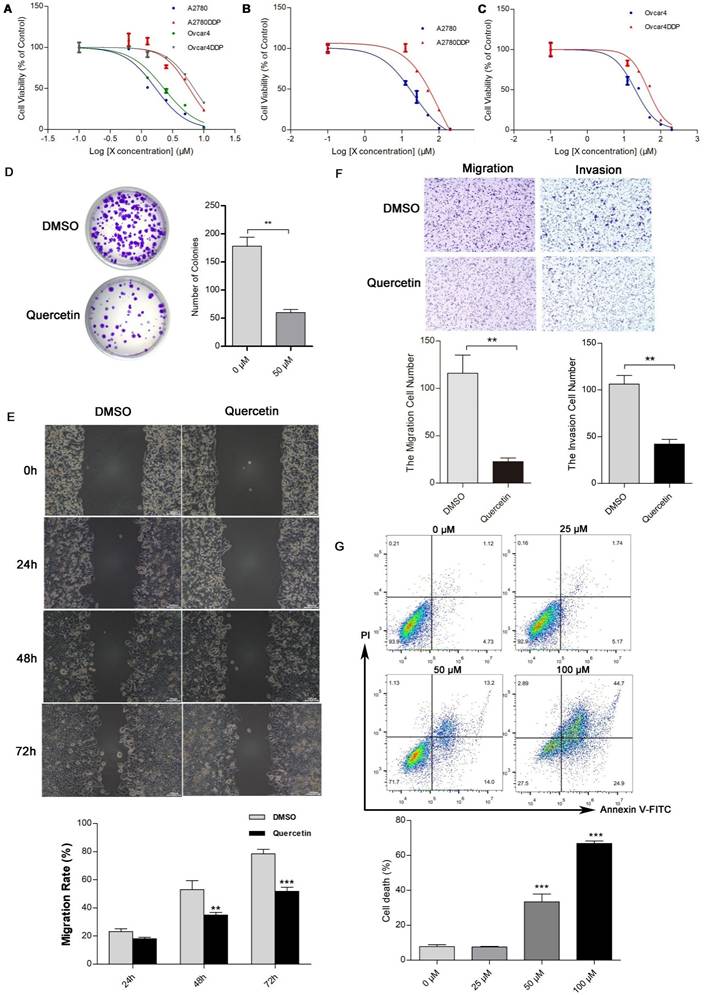 J Cancer Image