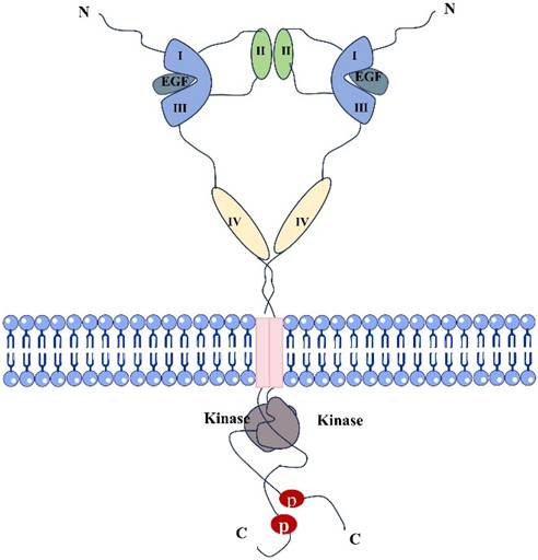 J Cancer Image