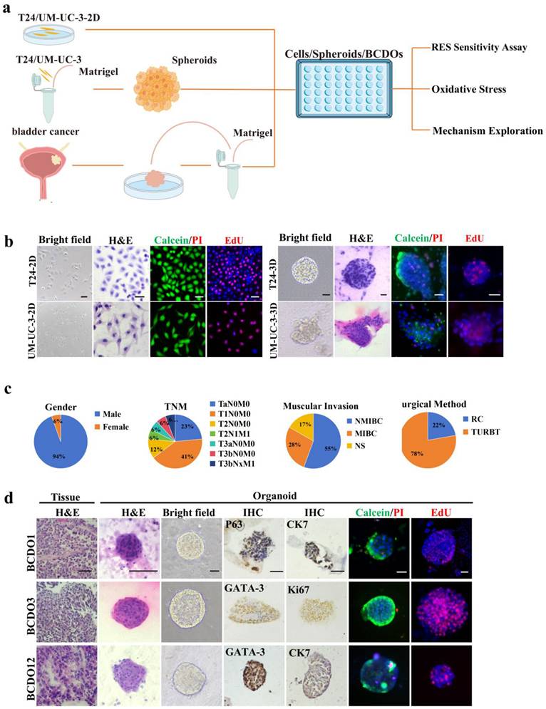 J Cancer Image