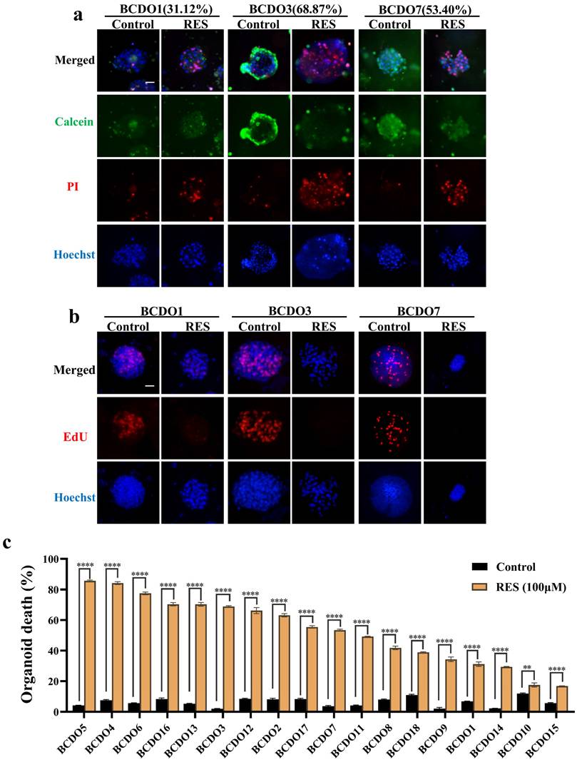 J Cancer Image