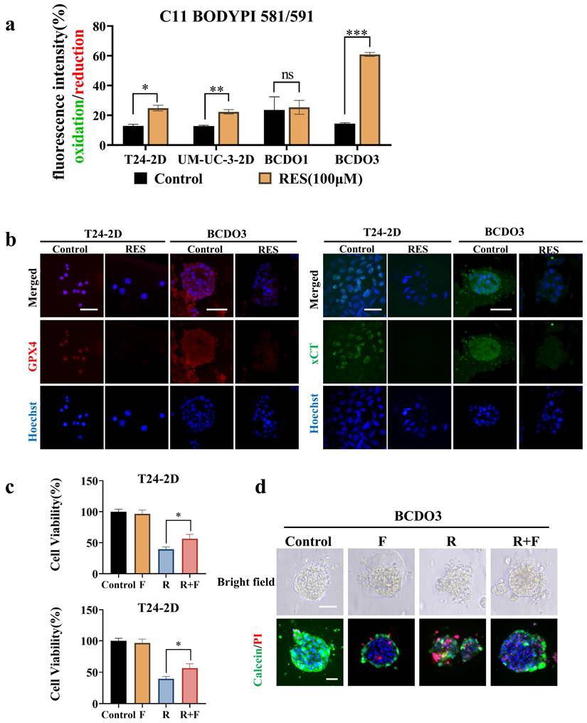 J Cancer Image