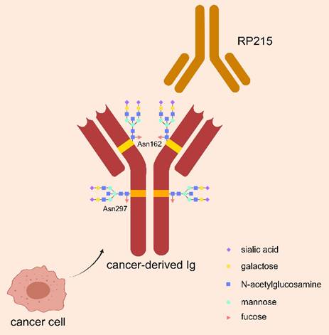 J Cancer Image