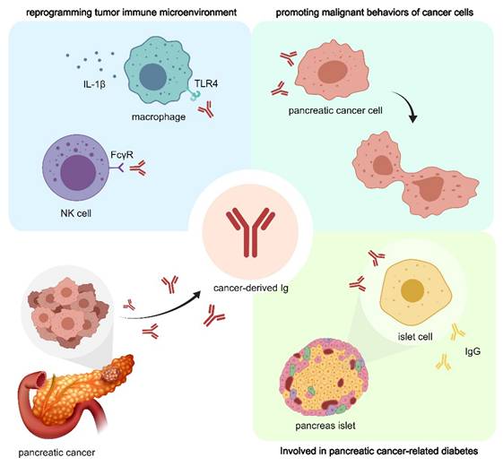 J Cancer Image