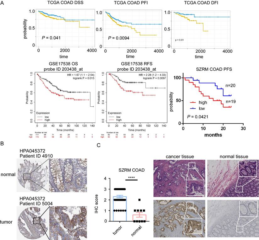 J Cancer Image