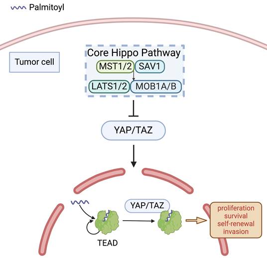 J Cancer Image