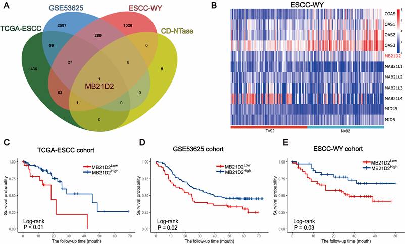 J Cancer Image