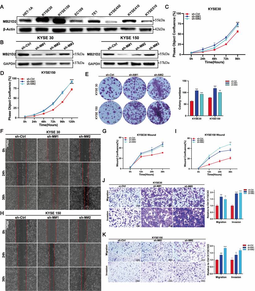 J Cancer Image