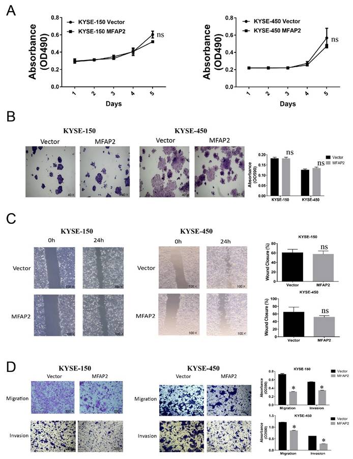 J Cancer Image
