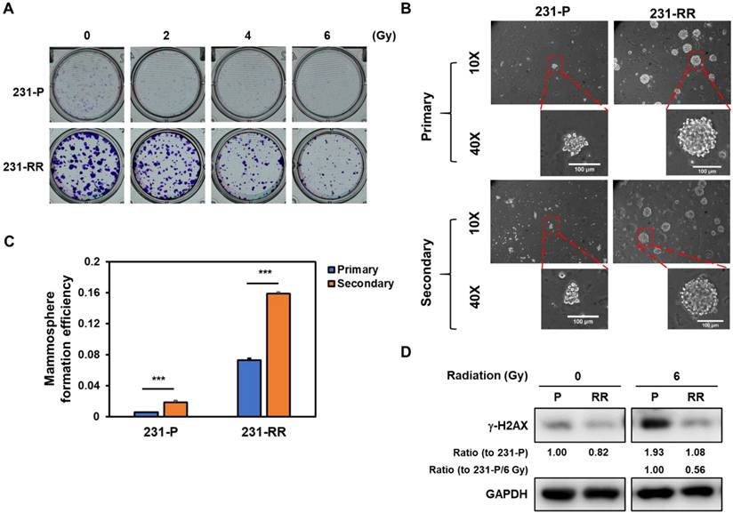 J Cancer Image